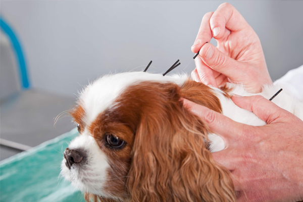 A acupuntura veterinária é uma técnica fundamental para promover mais qualidade de vida e longevidade para os animais.