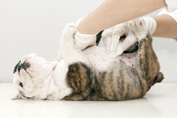 Doenças de pele em cães e gatos podem ser causadas por vários fatores, como contato com produtos químicos, intoxicação alimentar, parasitas entre outros.