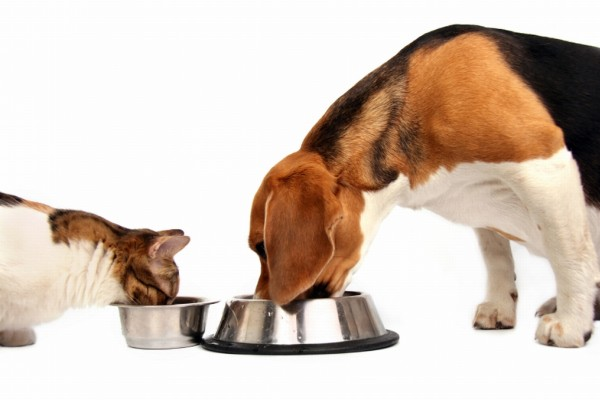 Algumas considerações devem ser observadas na indicação da melhor dieta nutricional de cães e gatos.