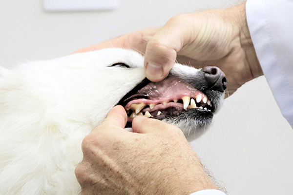 A Odontologia Veterinária ou odontoveterinária é uma área da medicina veterinária que tem como objetivo identificar e tratar doenças na cavidade oral de pets.
