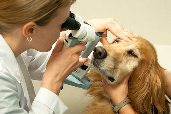 A visita ao profissional oftalmologia é indispensável para animais domésticos, tanto para casos de prevenção de doenças quanto para a realização de cirurgias e tratamentos diversos.