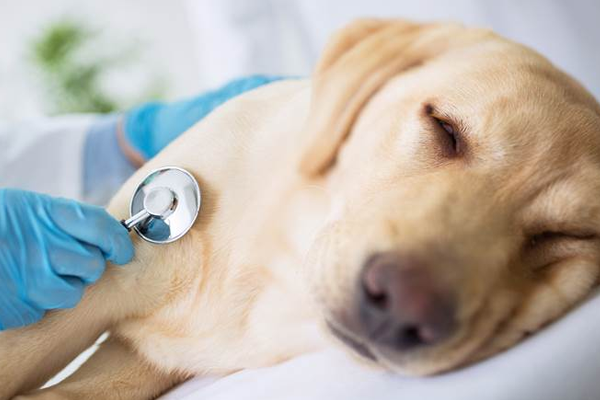 A oncologia veterinária é, portanto, a principal esperança de solução para os que têm um pet doente em casa, buscando diagnósticos precisos e tratamentos eficientes que possam curar animais deste terrível mal.